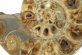 Honey-Orange Ammonite (Argonauticeras) - Befandriana, Madagascar #227471-1